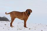 TOSA INU 243